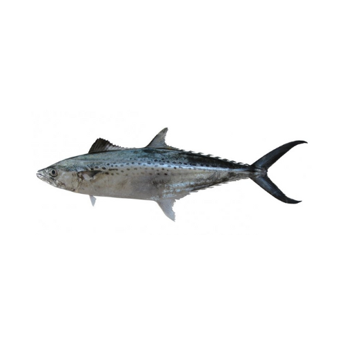 CÁ THU LEM (INDO-PACIFIC KING MACKEREL)