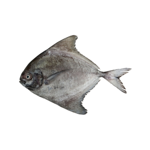 CÁ CHIM ĐEN (BLACK POMFRET)