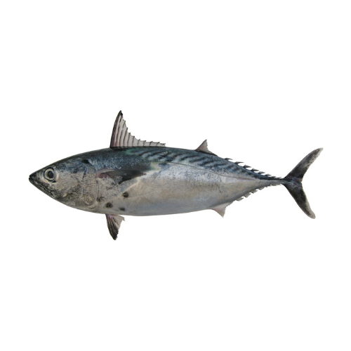 CÁ NGỪ BÔNG (ESTERN LITTLE TUNA / BONITO TUNA)