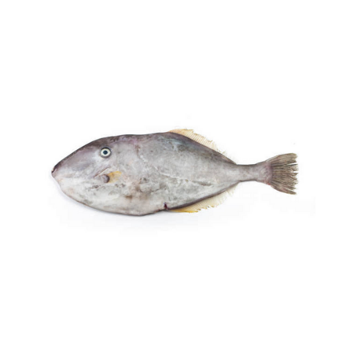  CÁ BÒ DA (LEATHERJACKET FISH)