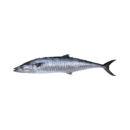 CÁ THU ỐNG (NARROW-BARRED SPANISH MACKEREL)