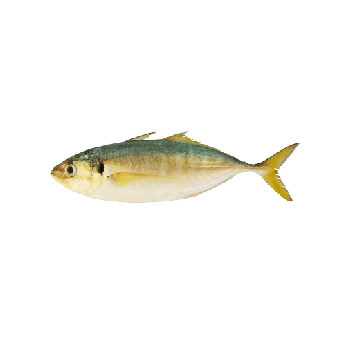 CÁ NGÂN (YELLOW TAIL SCAD)