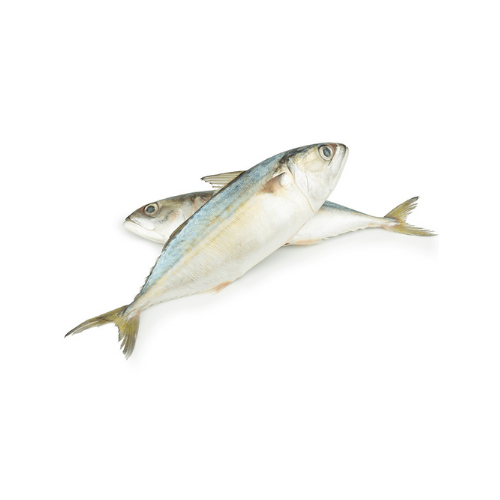 CÁ BẠC MÁ (INDIAN MACKEREL)