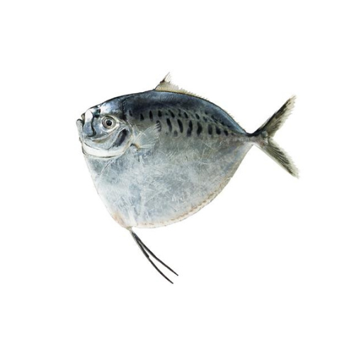 CÁ BÁNH LÁI (MOONFISH)