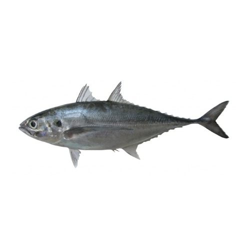 CÁ SÒNG (HORSE MACKEREL / HARDTAIL SCAD)