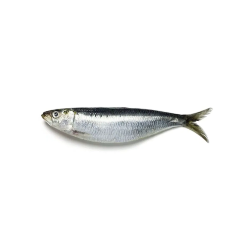 CÁ TRÍCH (SARDINE)