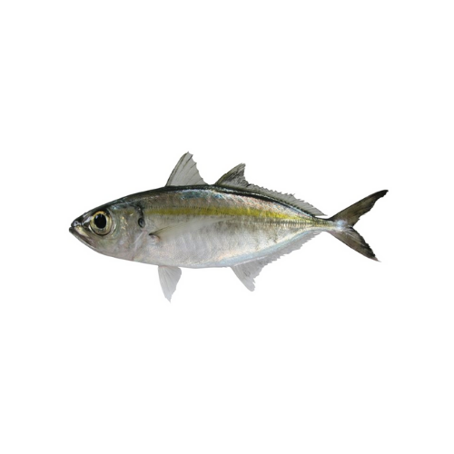 CÁ TRÁO (BIGEYE SCAD)