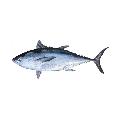 CÁ NGỪ BÒ (LONGTAIL TUNA)